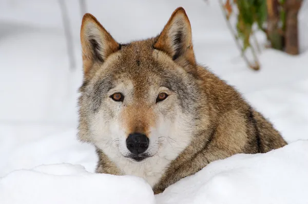 Szary wilk - (Canis lupus) — Zdjęcie stockowe