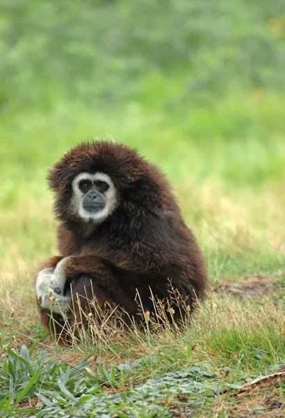 Gibbon à mains blanches - (hylobates lar ) — Photo