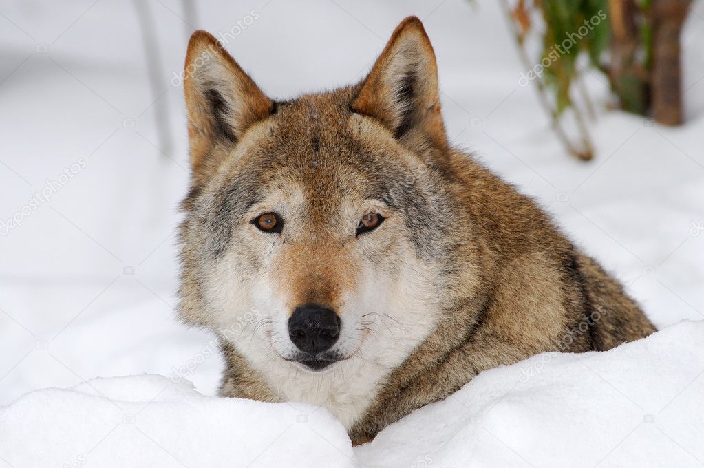 Gray wolf - (Canis lupus)