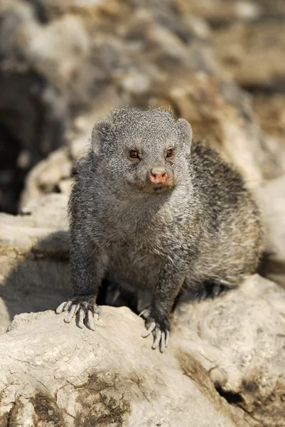 Dwarf Mongoose - (Helogale parvula) — Stock Photo, Image
