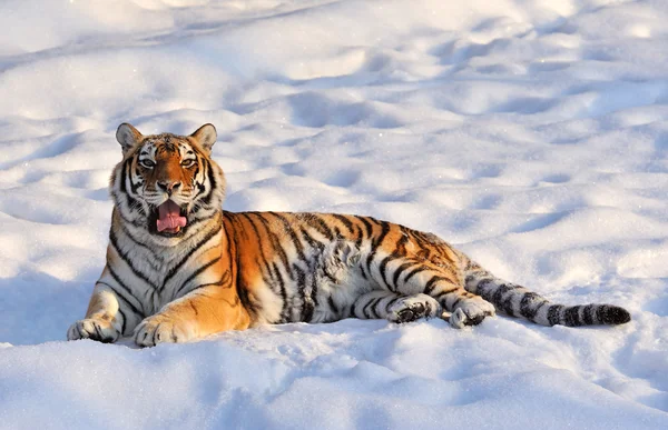 Tigre siberiano - (Panthera tigris ) — Fotografia de Stock