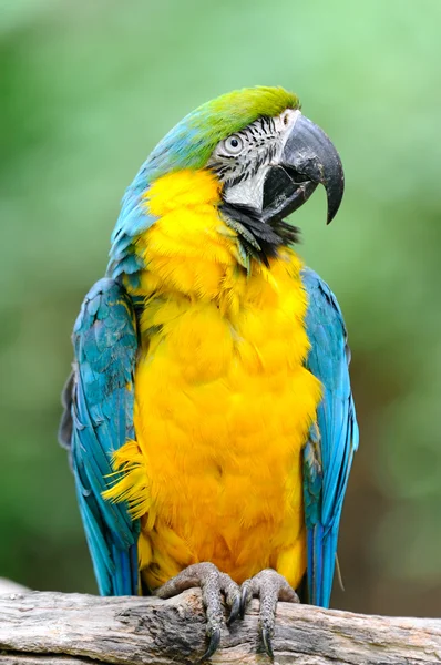 Blue-and-yellow Macaw - (Ara ararauna) — Stock Photo, Image
