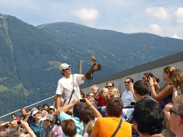 オーストリア - 猛禽類のショー — ストック写真