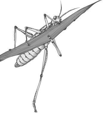 Grasshopper clipart