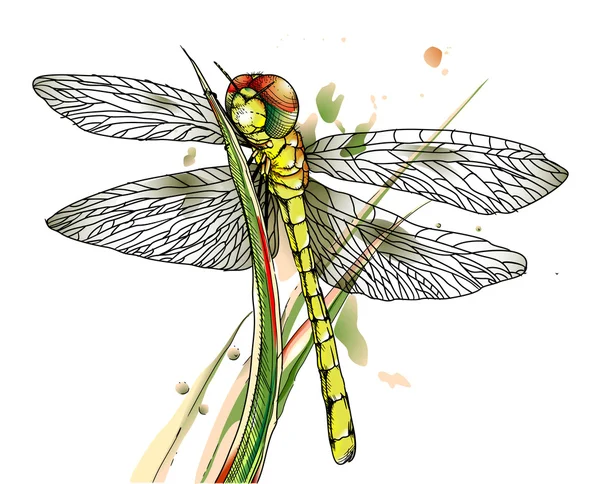 Dragonfly op gras. — Stockvector