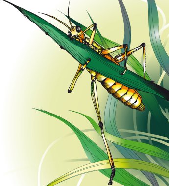 Grasshopper in the Grass. clipart