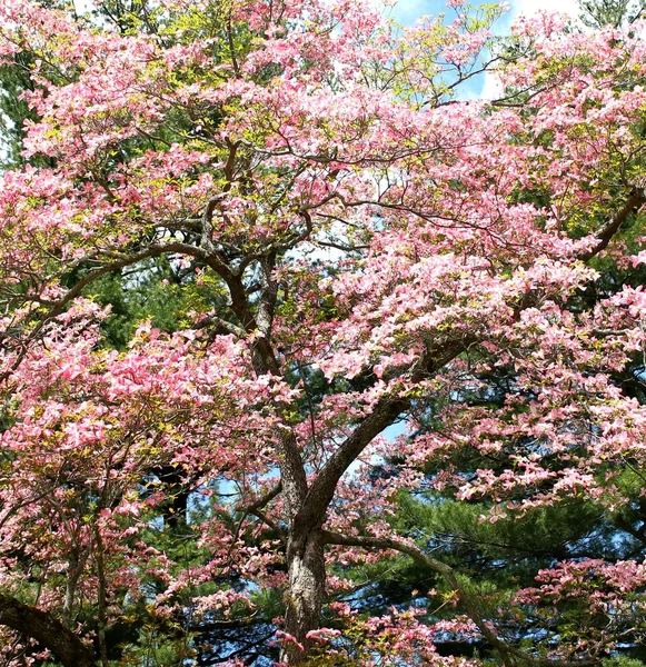 Kirsebær blomstre træ - Stock-foto