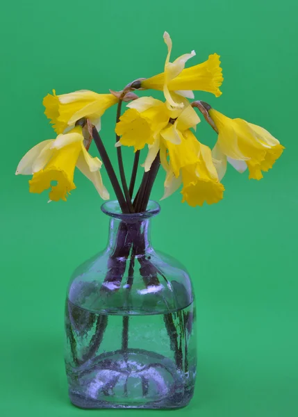 stock image Narcissus pseudonarcissus (daffodil)