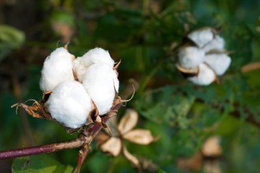 Mature cotton bolls in the fields clipart