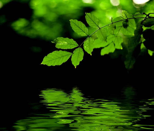 Zelené listy reflexe — Stock fotografie