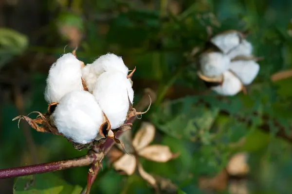 Zralé bavlny tobolky v polích — Stock fotografie