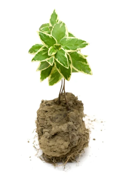 Grön växt växa i jord — Stockfoto