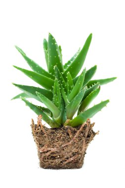 aloe vera beyaz arkaplanda izole