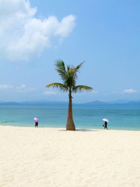 Hindistan cevizi ağacı güzel Beach