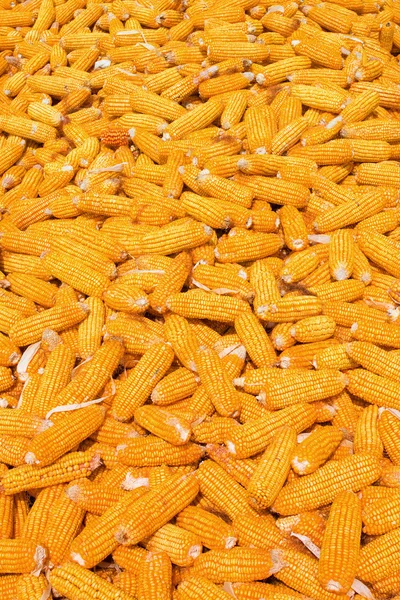 Récolte de maïs — Photo