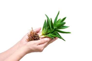 Whole aloe vera in a girl's hands isolated on white background clipart