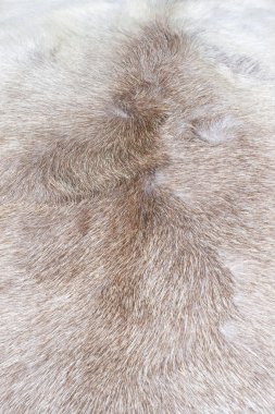 Fur texture clipart