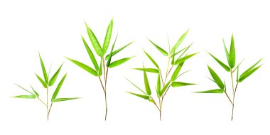 Bamboo leaves clipart