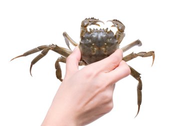 Holding a crab (Clipping path!) clipart