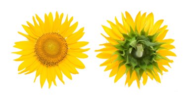 Sunflowers isolated