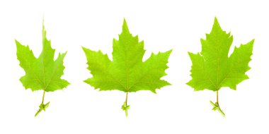 Maple leaves clipart