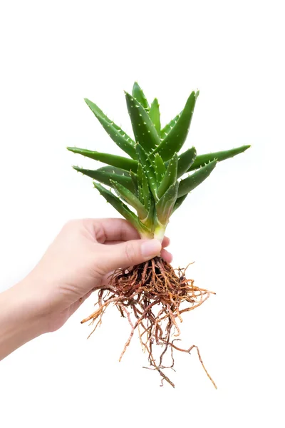 Aloe vera inteiro nas mãos de uma menina isolado no fundo branco — Fotografia de Stock