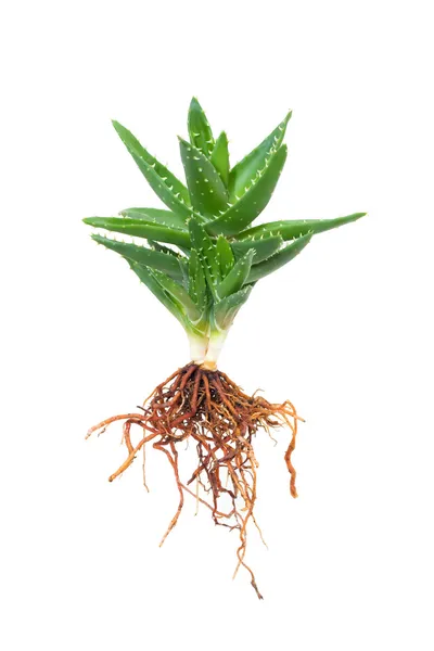 Aloe vera elszigetelt fehér háttér — Stock Fotó