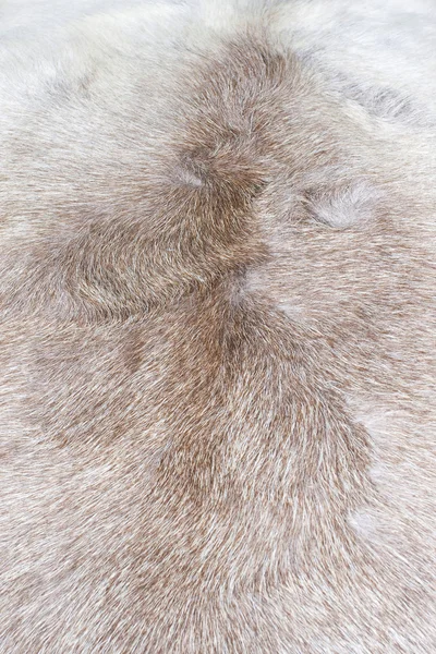 stock image Fur texture