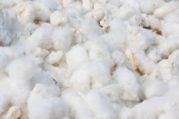 綿の背景 — ストック写真