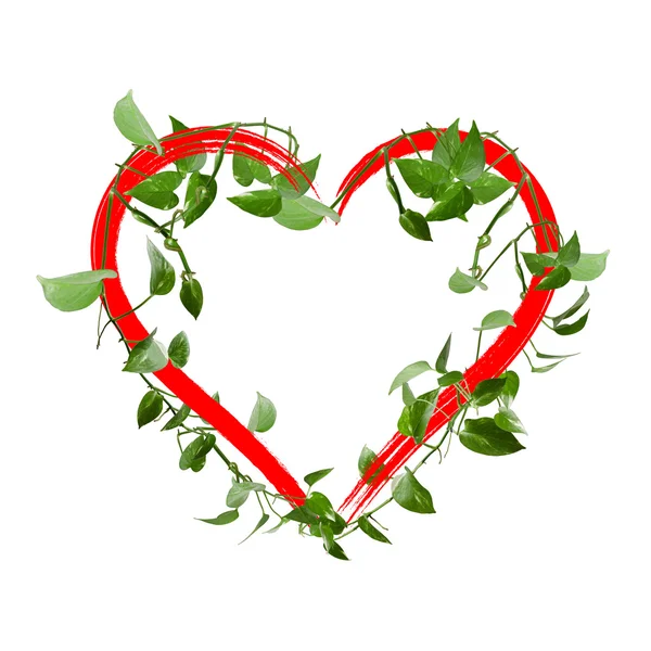 Зеленые листья сердца — стоковое фото