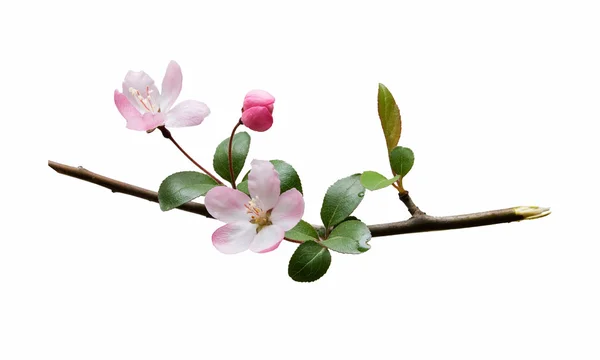Peach blossom — Stock Photo, Image