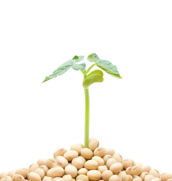 大豆もやしの孤立した白い背景 — ストック写真