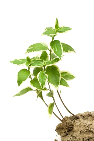Planta verde cresce no solo — Fotografia de Stock