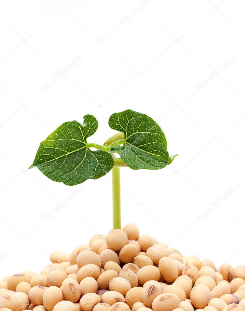 Soybean sprout isolated on white background