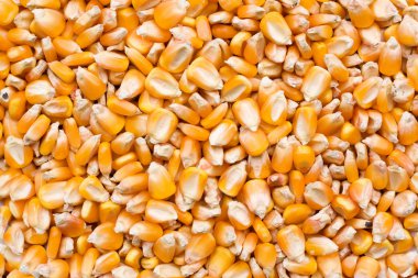 Corn seeds texture clipart