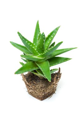 aloe vera beyaz arkaplanda izole