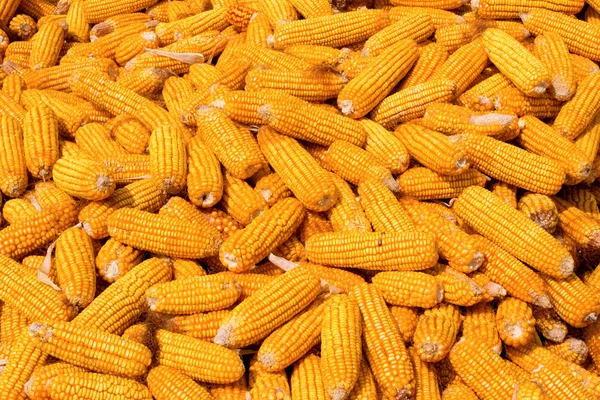 Corn stack background — Stock Photo, Image
