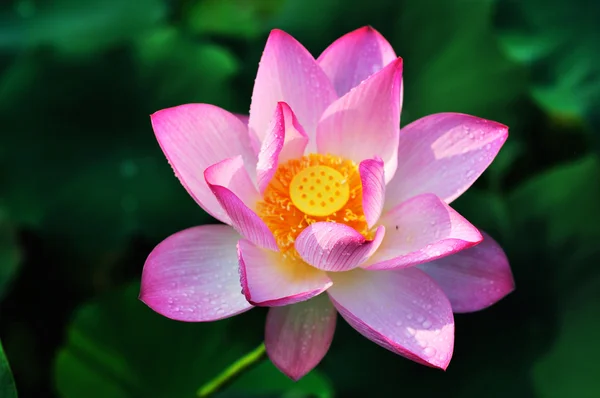 stock image Bloom of the lotus