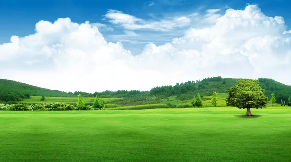Blue sky cloud grass tree landscape — Stock Photo, Image