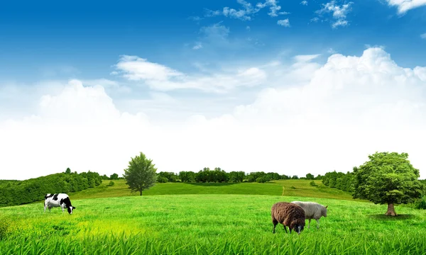 Pradera de hierba paisaje de cielo azul y nubes —  Fotos de Stock