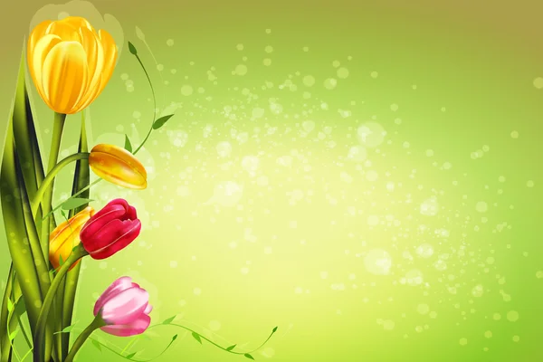 郁金香的春天的花朵 免版税图库矢量图片