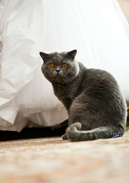 Kot zaproszony na wesele — Zdjęcie stockowe
