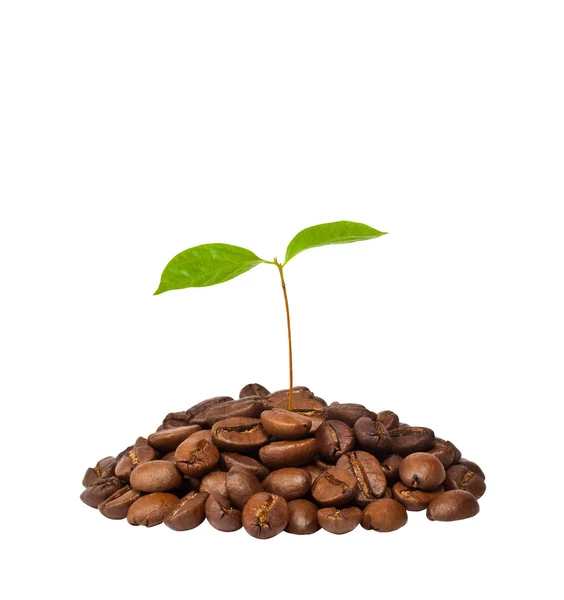 咖啡 免版税图库图片