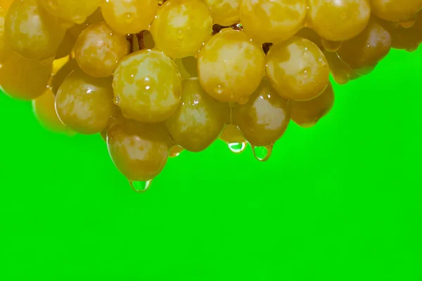 stock image Grapes