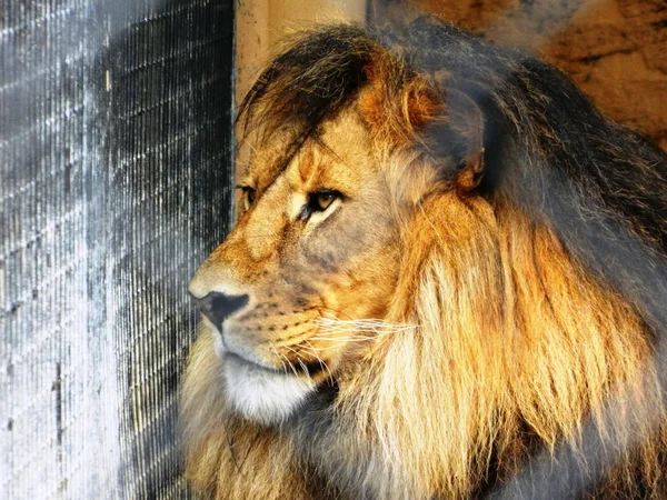 stock image Lion in the zoo