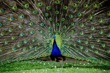 The splendor of the peacock clipart
