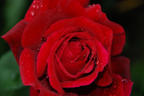 Stock image Red Rose