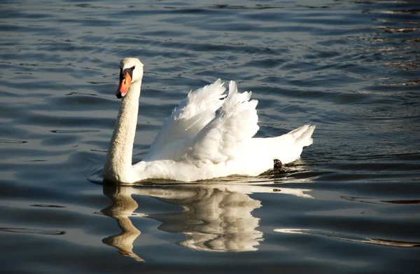 stock image Beautiful white swan