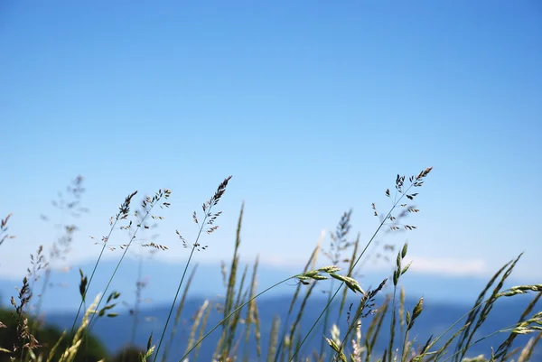 Трави блакитного фону неба Ліцензійні Стокові Зображення