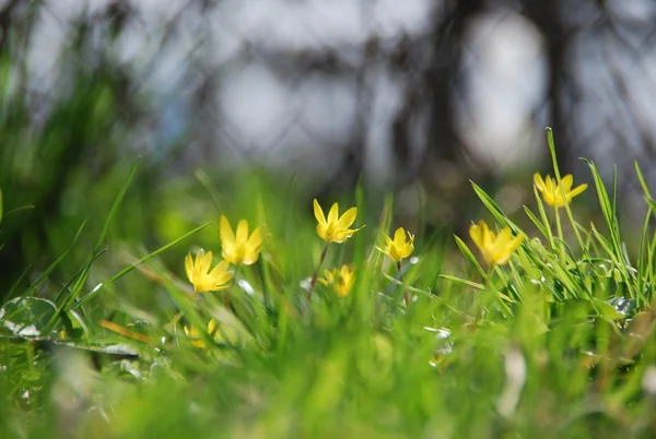 stock image Buttercup meadows in the garden